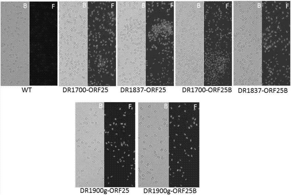 Carassius auratus gibelio anti-CyHV-2 oral recombinant spore vaccine and preparation method thereof