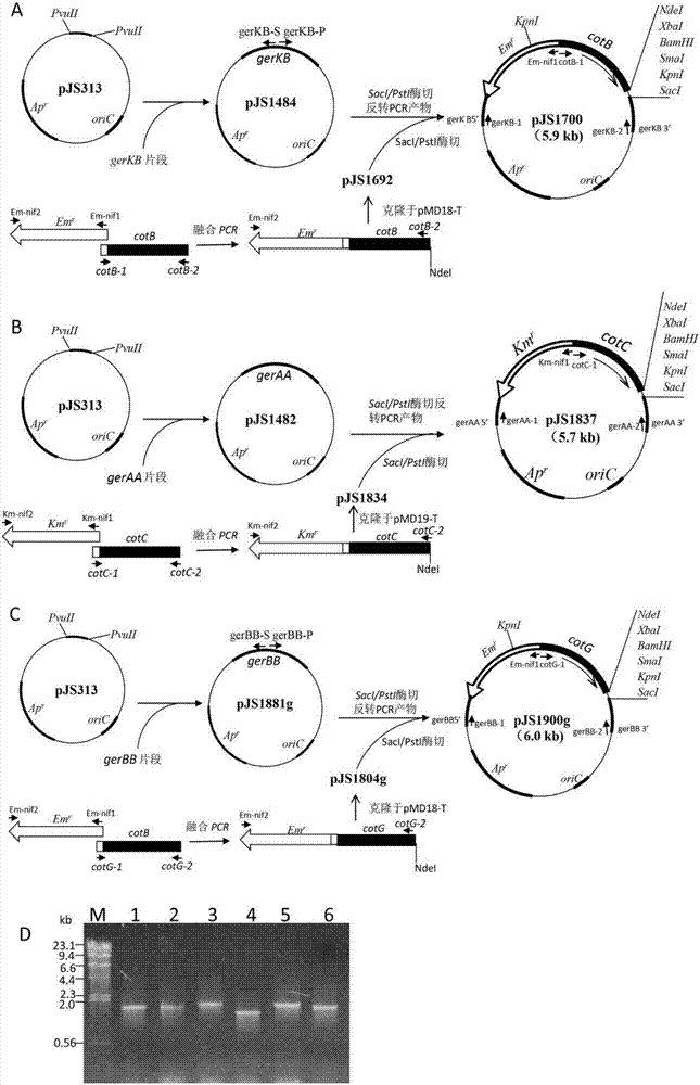 Carassius auratus gibelio anti-CyHV-2 oral recombinant spore vaccine and preparation method thereof