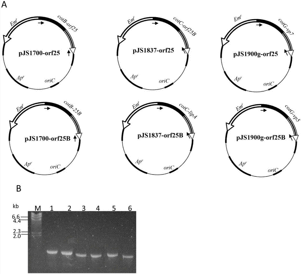 Carassius auratus gibelio anti-CyHV-2 oral recombinant spore vaccine and preparation method thereof