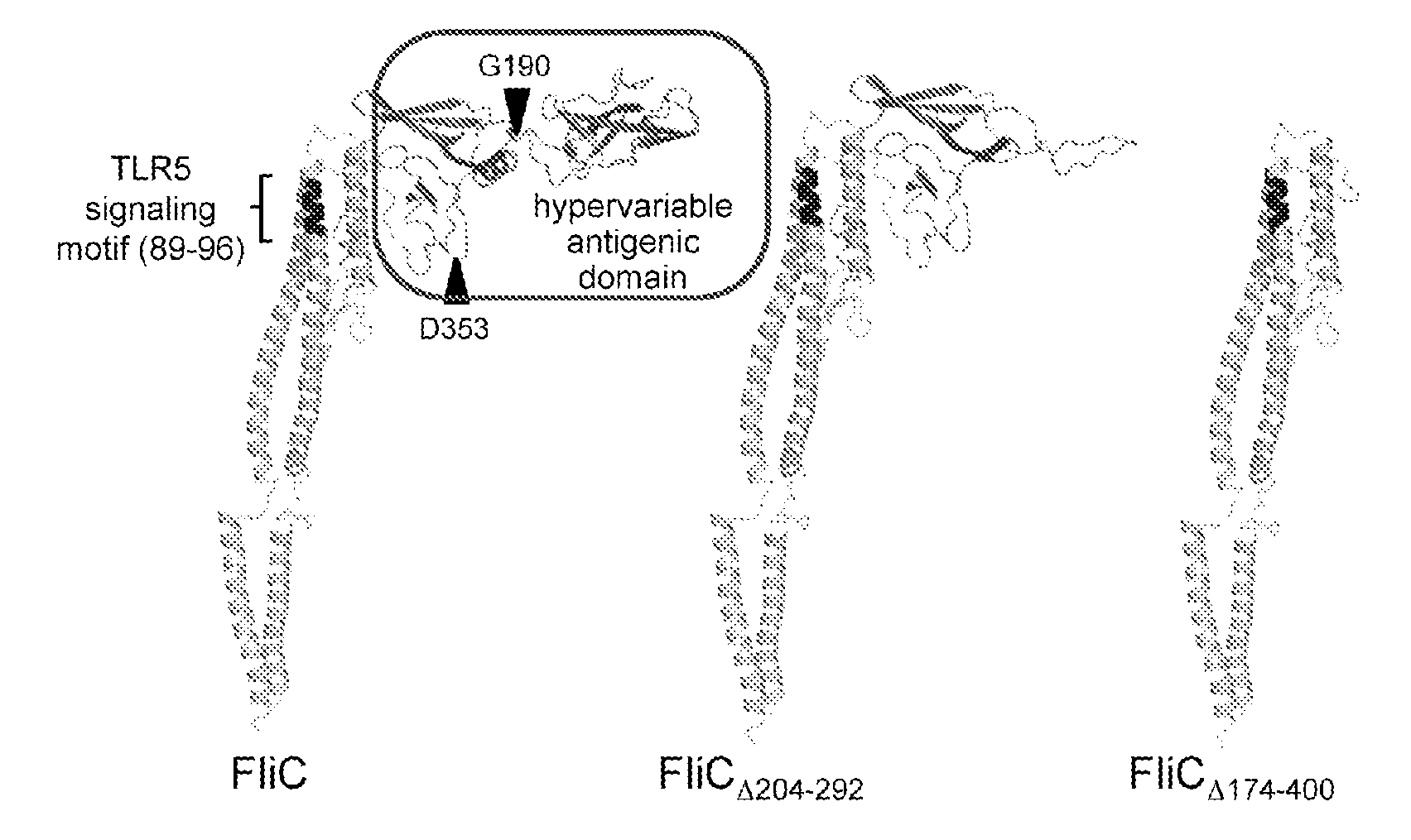 Novel Immunoadjuvant Flagellin-Based Compounds and Use Thereof