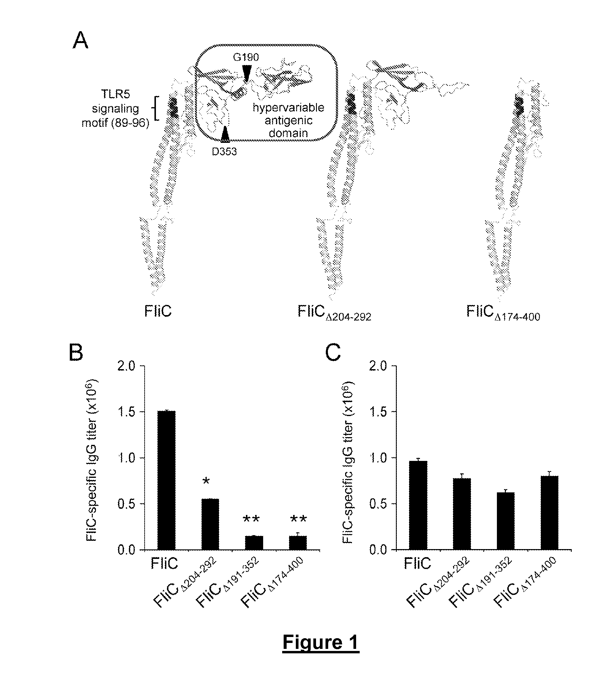 Novel Immunoadjuvant Flagellin-Based Compounds and Use Thereof