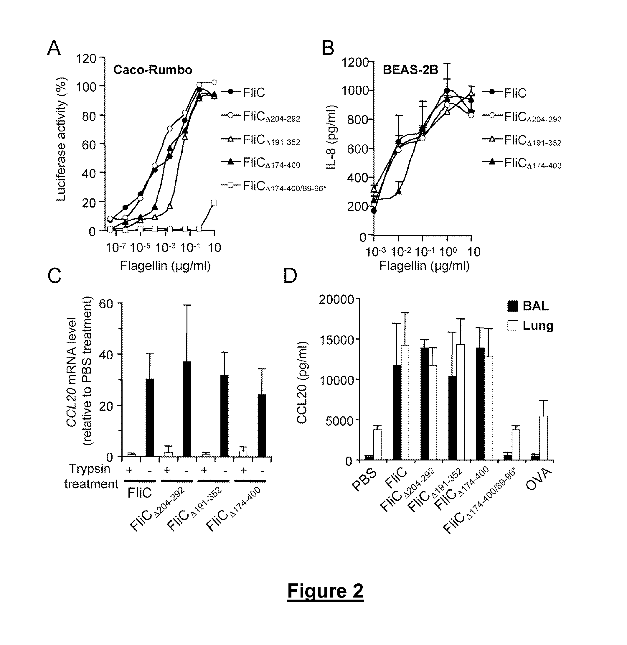 Novel Immunoadjuvant Flagellin-Based Compounds and Use Thereof