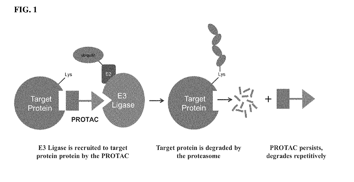 TANK-BINDING KINASE-1 PROTACs AND ASSOCIATED METHODS OF USE