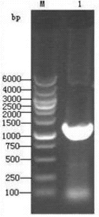 Vaccine for preventing swine transmissible gastroenteritis