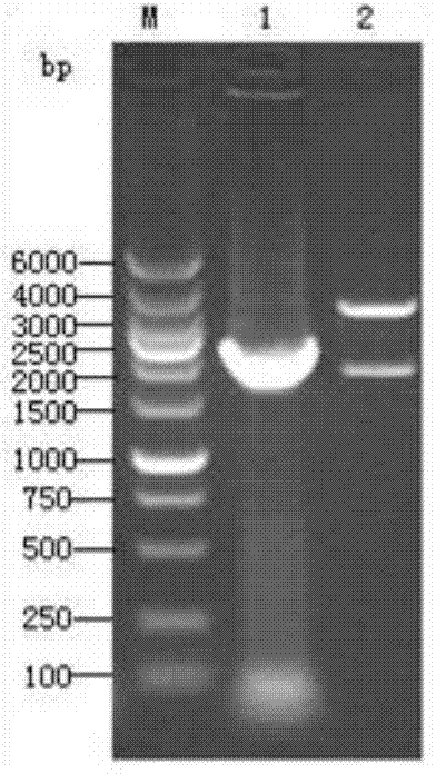 Vaccine for preventing swine transmissible gastroenteritis