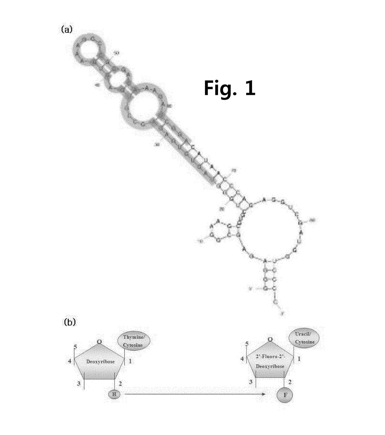 Slide chip for detection sensor of food-borne pathogens and preparation method thereof