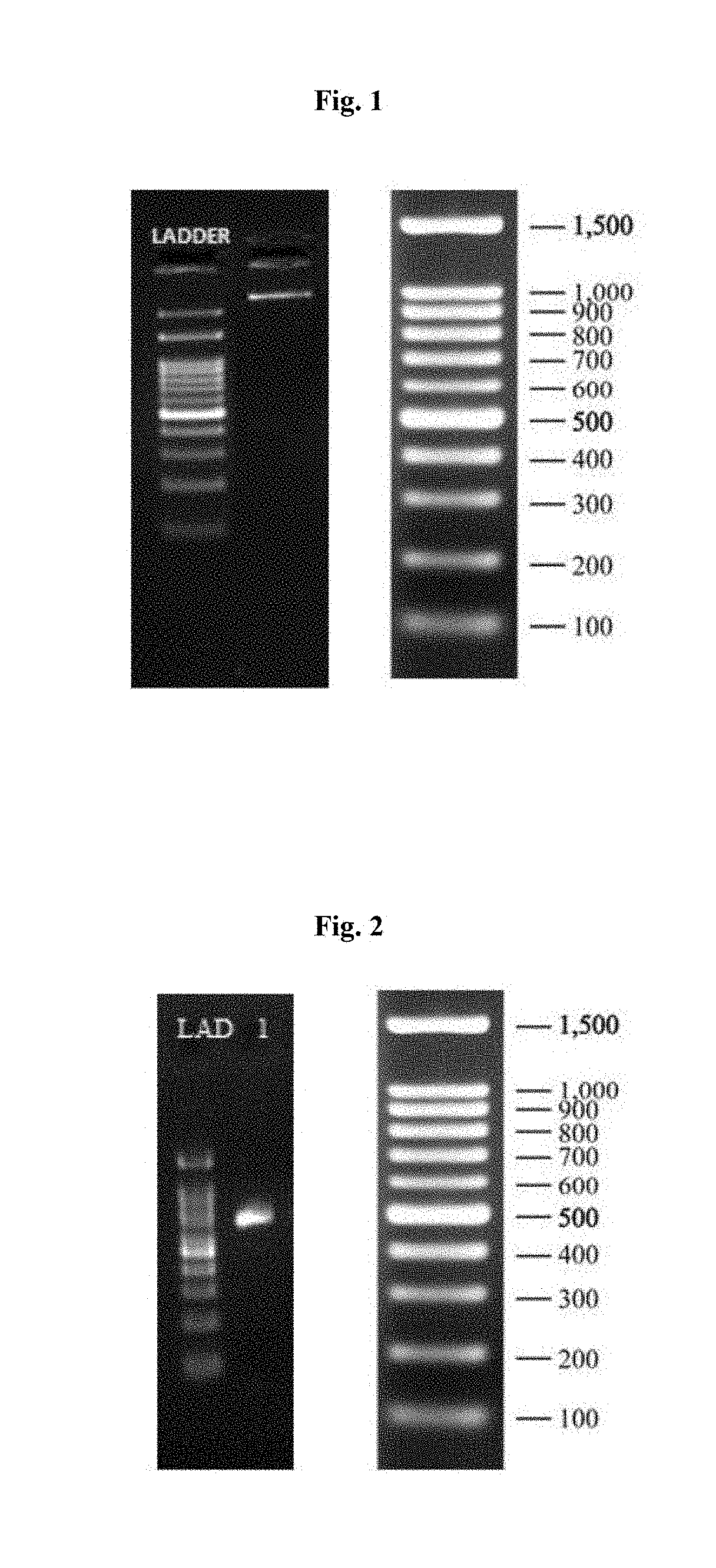 Microbial bioconversion of curcuminoids to calebin-a