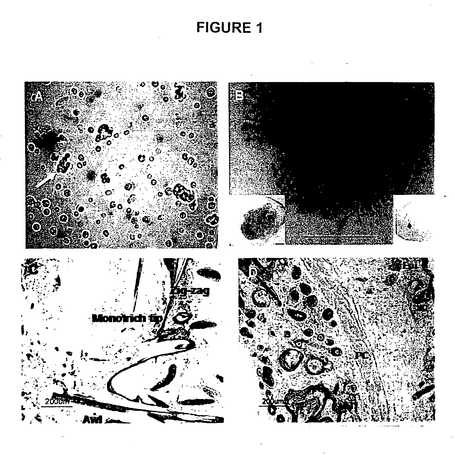 Organogenesis from dissociated cells