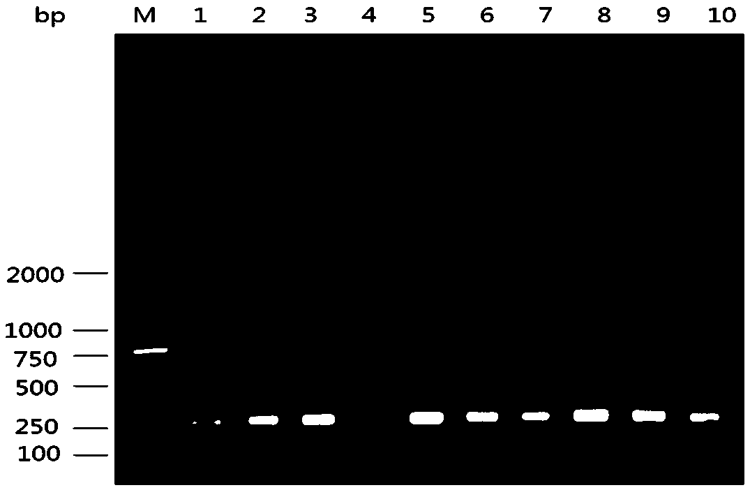 Detection method of coxsackievirus A10 in mixed infection of hand-foot-mouth disease