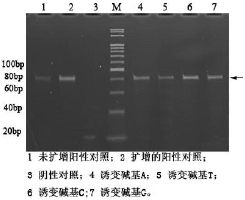 Preparation and application of aptamer resisting potassium perfluorooctane sulfonate