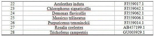 Primer pair for Russian longhorn beetle larva cloning, and applications thereof