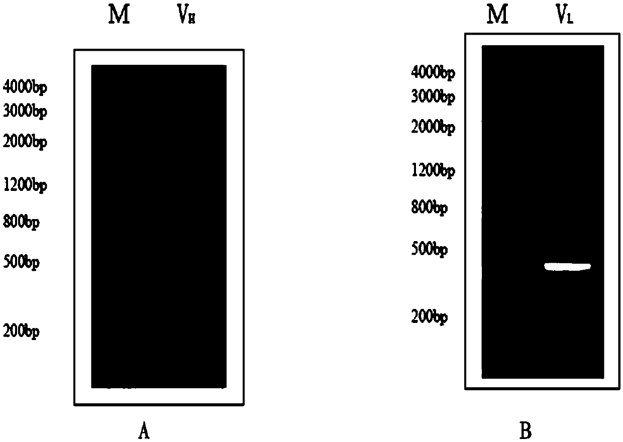 Single-chain antibody of human source anti-alexin C3d molecules and application thereof