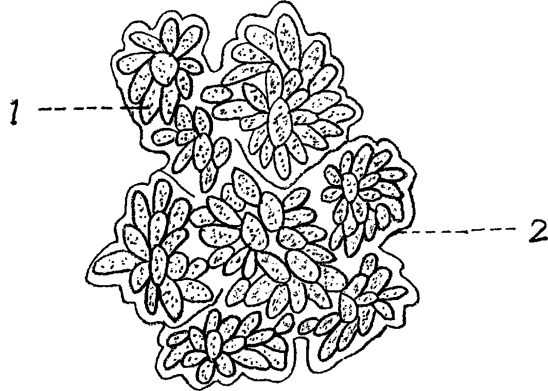 Culture medium and culture method for cultivating Botry coccus braunii by utilizing monosodium glutamate plant wastewater