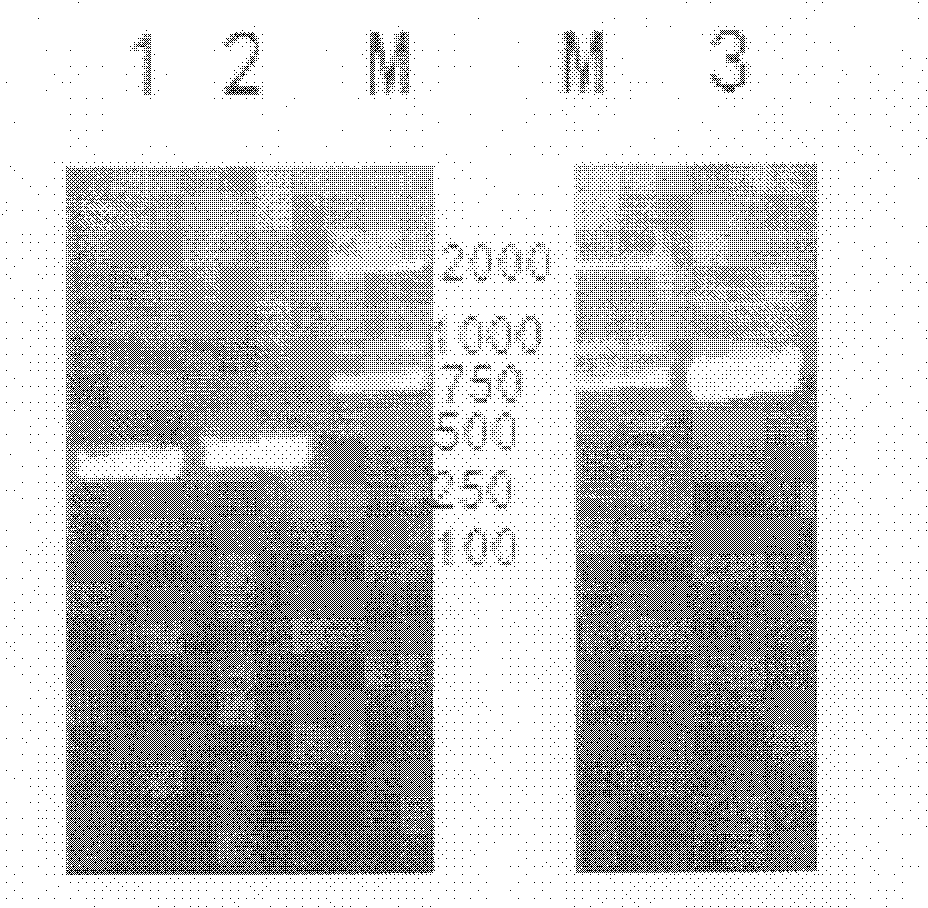 Small molecular superantigen modified protein, its encoding gene, preparation process and application thereof