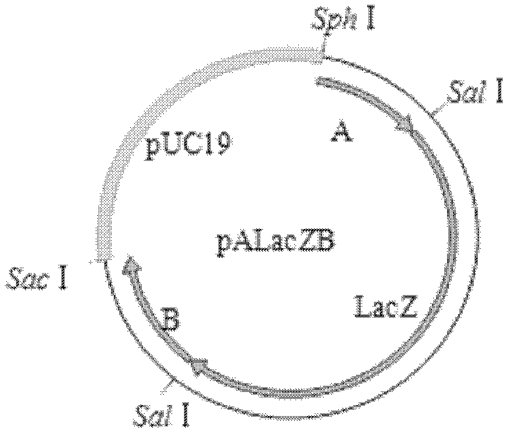 Chicken Marek's disease Meq gene deleted vaccine strain, construction method thereof, and application thereof