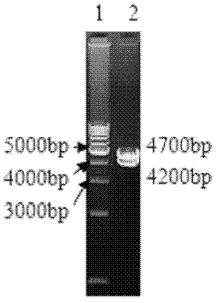 Chicken Marek's disease Meq gene deleted vaccine strain, construction method thereof, and application thereof