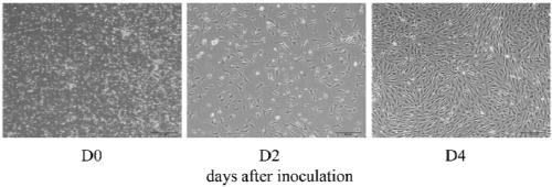 Method for separating intramuscular fat cells of Qinchuan beef cattle