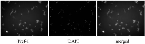 Method for separating intramuscular fat cells of Qinchuan beef cattle