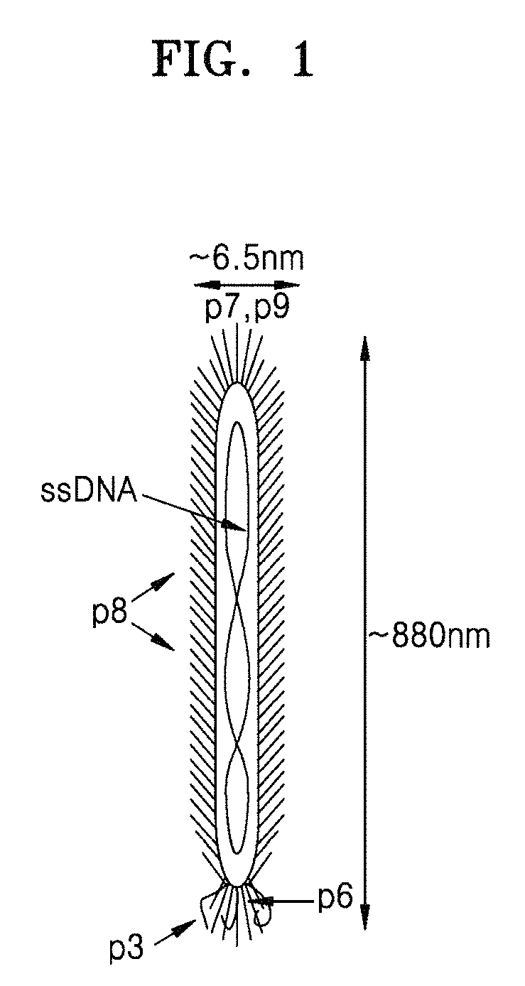 Peptide selectively binding to graphitic materials and volatile organic compounds