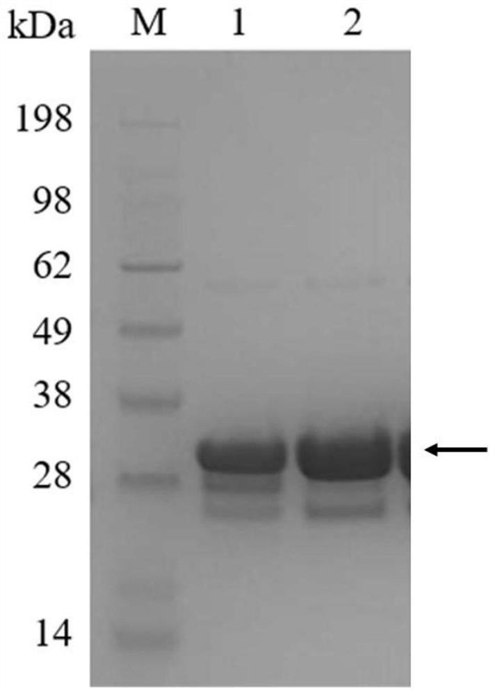 Efficient catalytic synthesis method of PAPS based on construction of ATP regeneration system