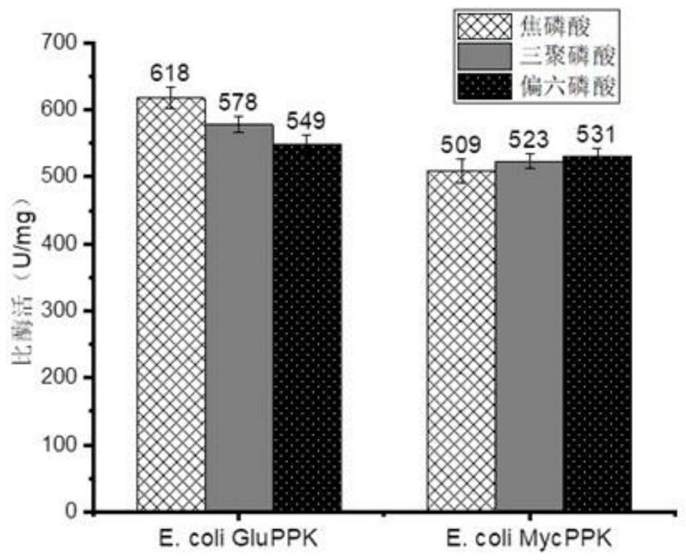 Efficient catalytic synthesis method of PAPS based on construction of ATP regeneration system