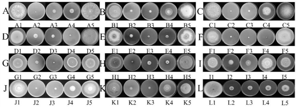 Application of asarum caulescens and extract thereof in preventing and treating plant pathogenic fungi