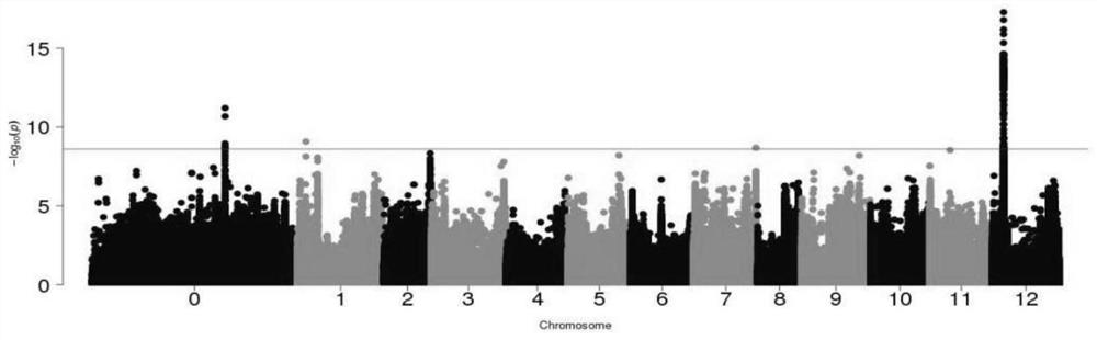 A SNP site closely associated with pepper fruit orientation and its general molecular marker, acquisition method and application