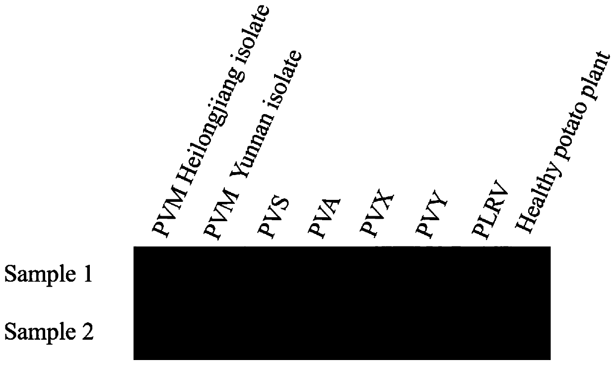 Hybridoma cell line secreting anti-potato virus m monoclonal antibody and its application