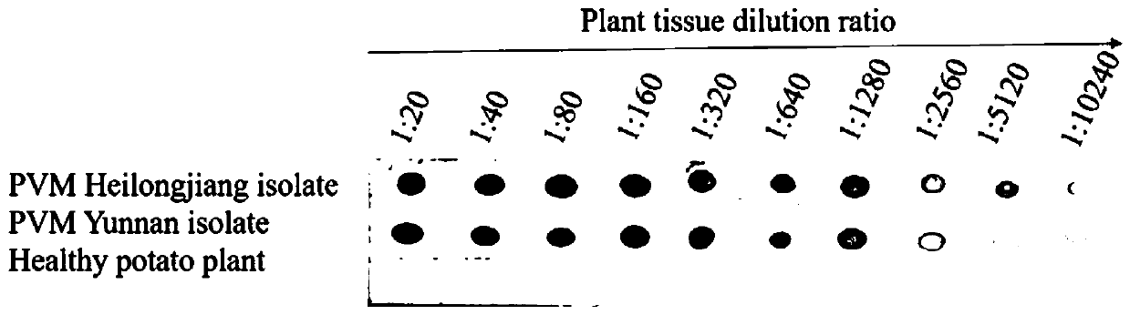 Hybridoma cell line secreting anti-potato virus m monoclonal antibody and its application