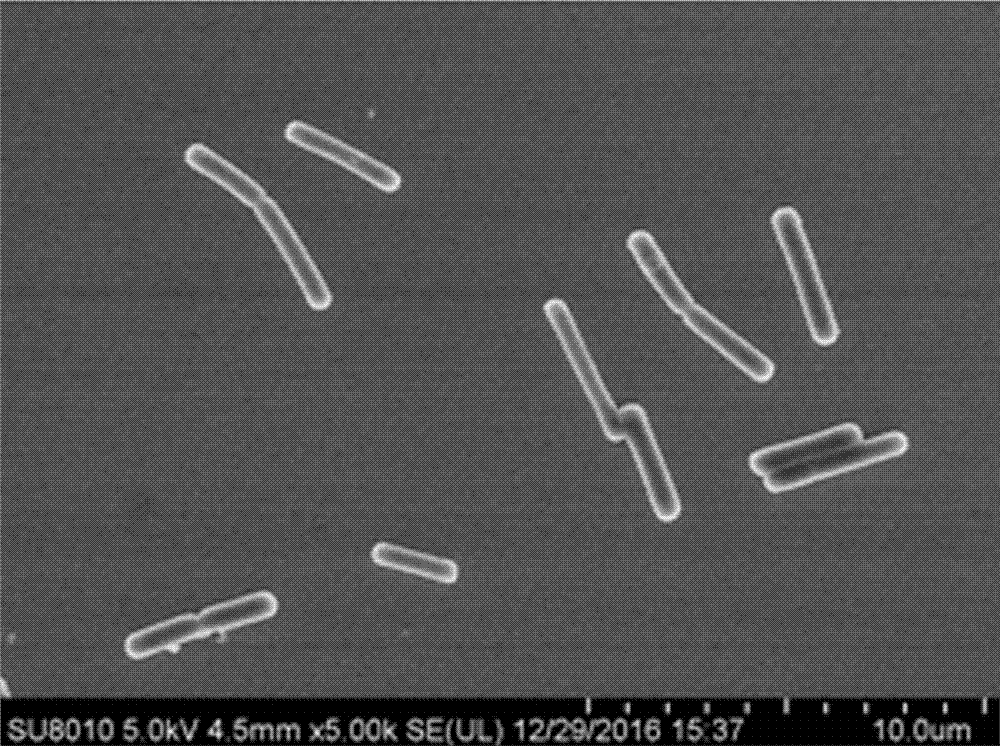 Lactobacillus kefiranofaciens and application of lactobacillus kefiranofaciens to chili fermentation