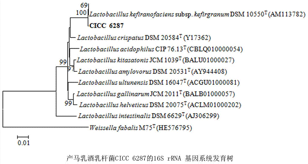 Lactobacillus kefiranofaciens and application of lactobacillus kefiranofaciens to chili fermentation