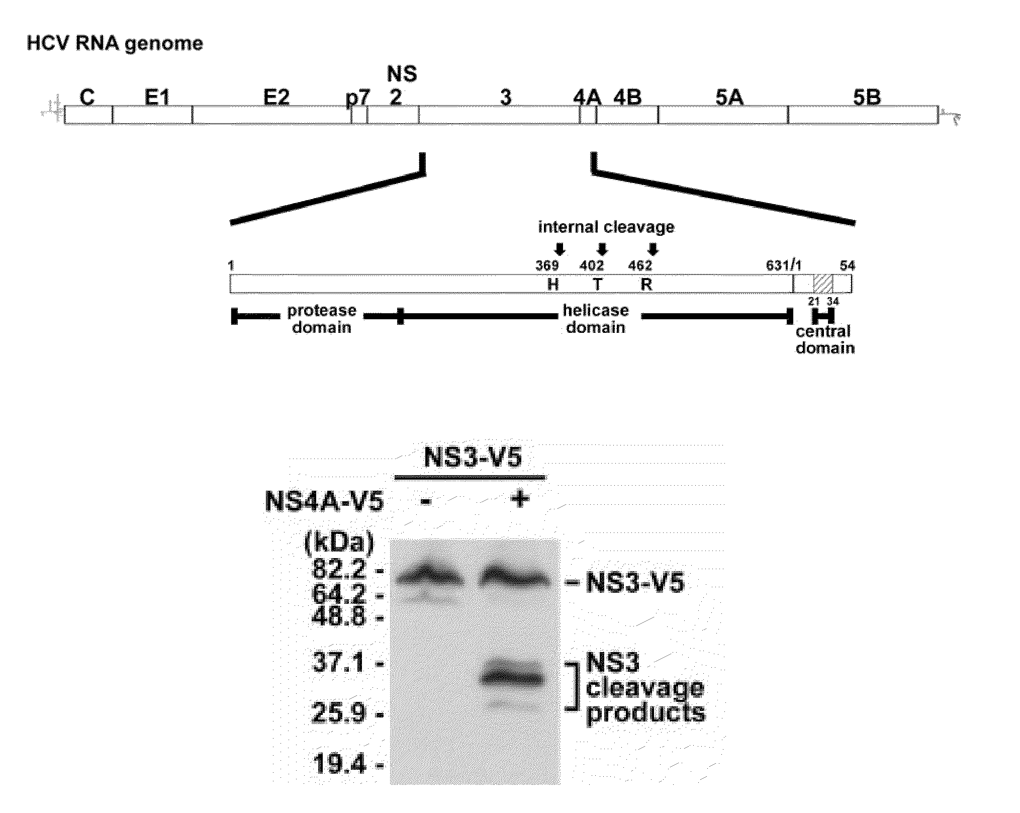 Methods for identifying hcv protease inhibitors