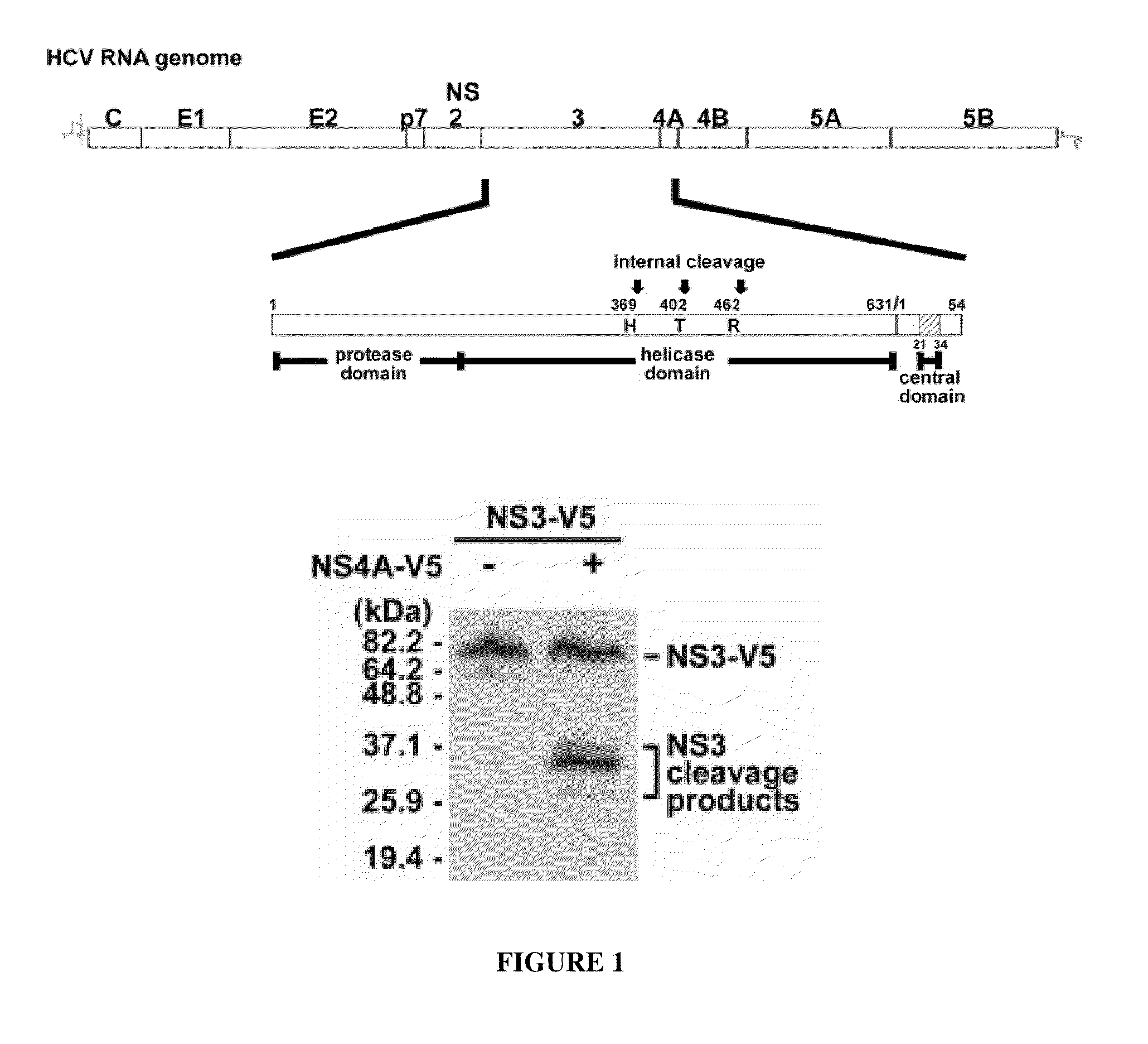 Methods for identifying hcv protease inhibitors