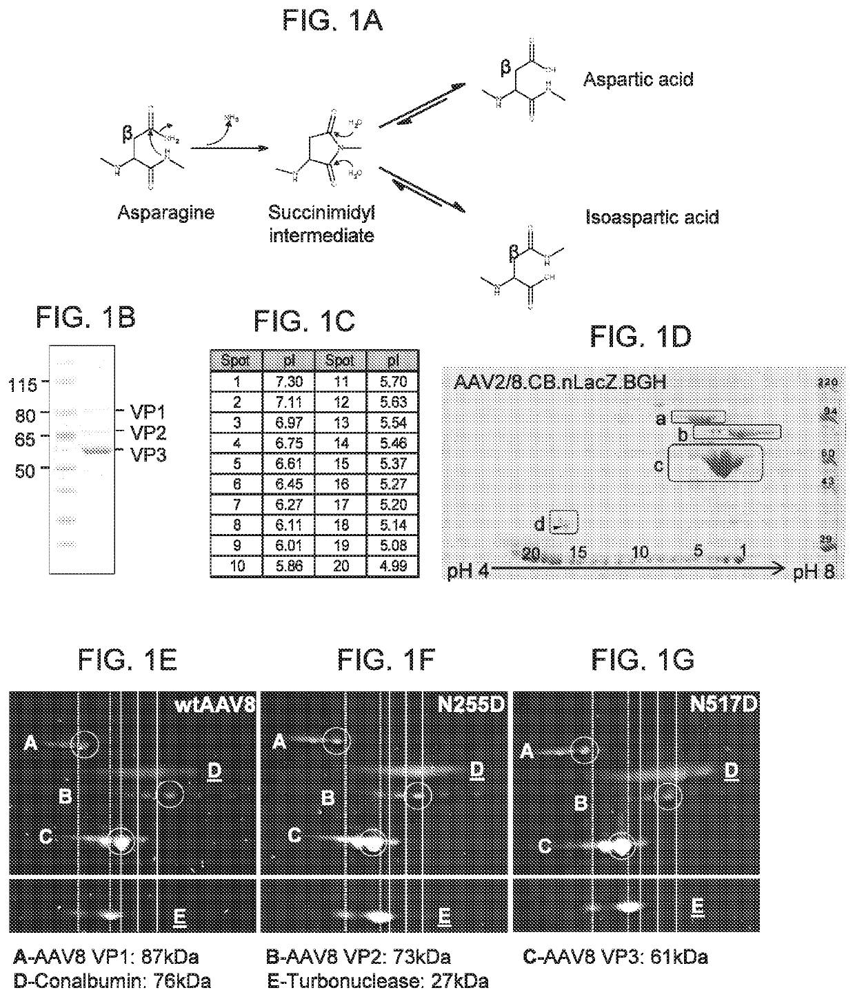 Novel adeno-associated virus (AAV) vectors, aav vectors having reduced capsid deamidation and uses therefor