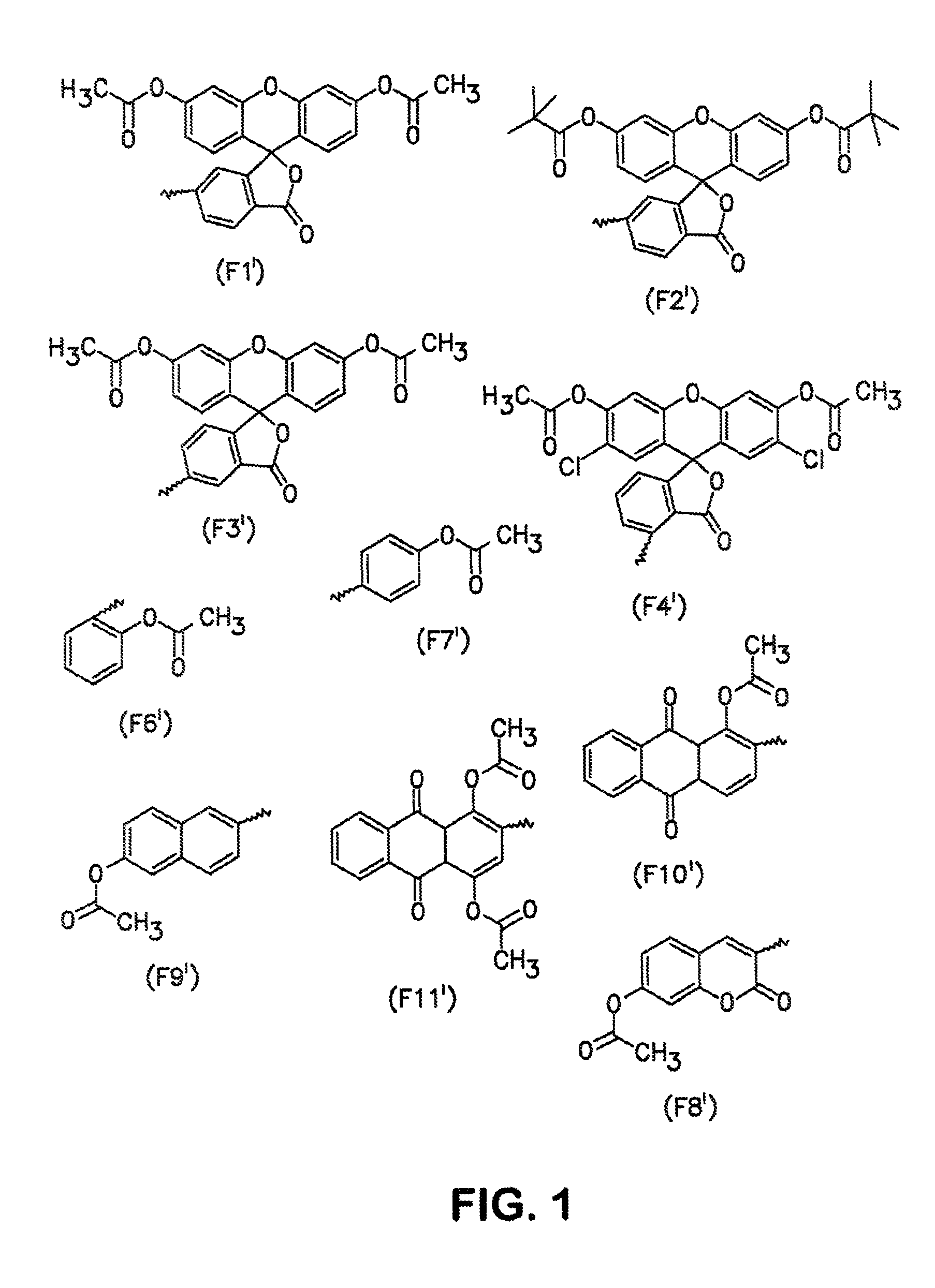 Conjugates and processes for their preparation and their use for transporting molecules across biological membranes