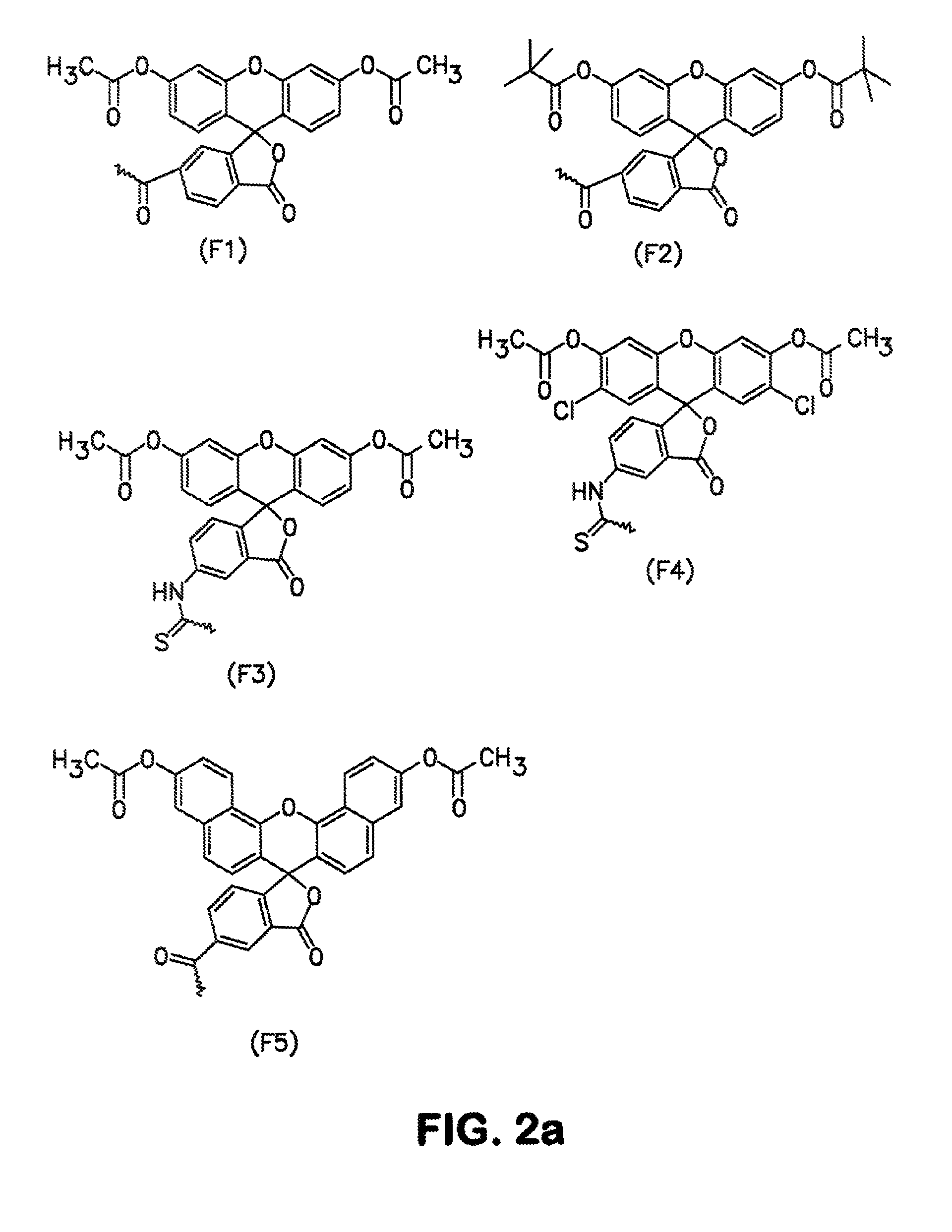 Conjugates and processes for their preparation and their use for transporting molecules across biological membranes