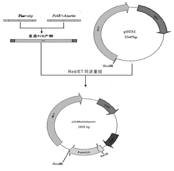 Anti-tumor targeting engineering bacteria and bacterial agent and method for preparing bacterial agent