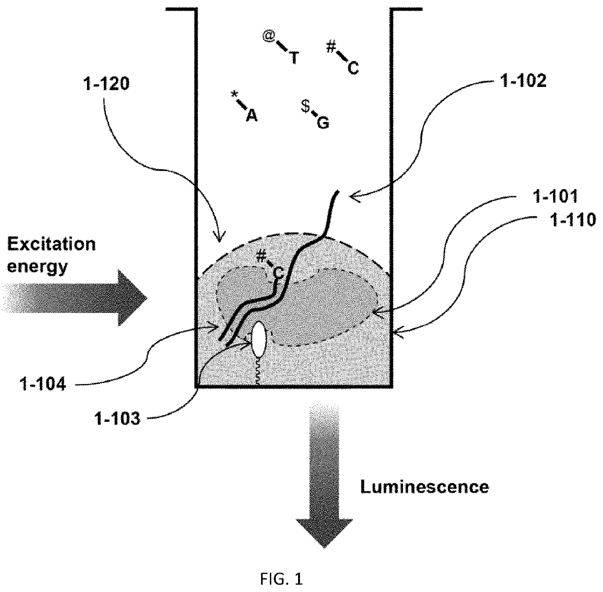 Methods to minimize photodamage during nucleic acid and peptide sequencing