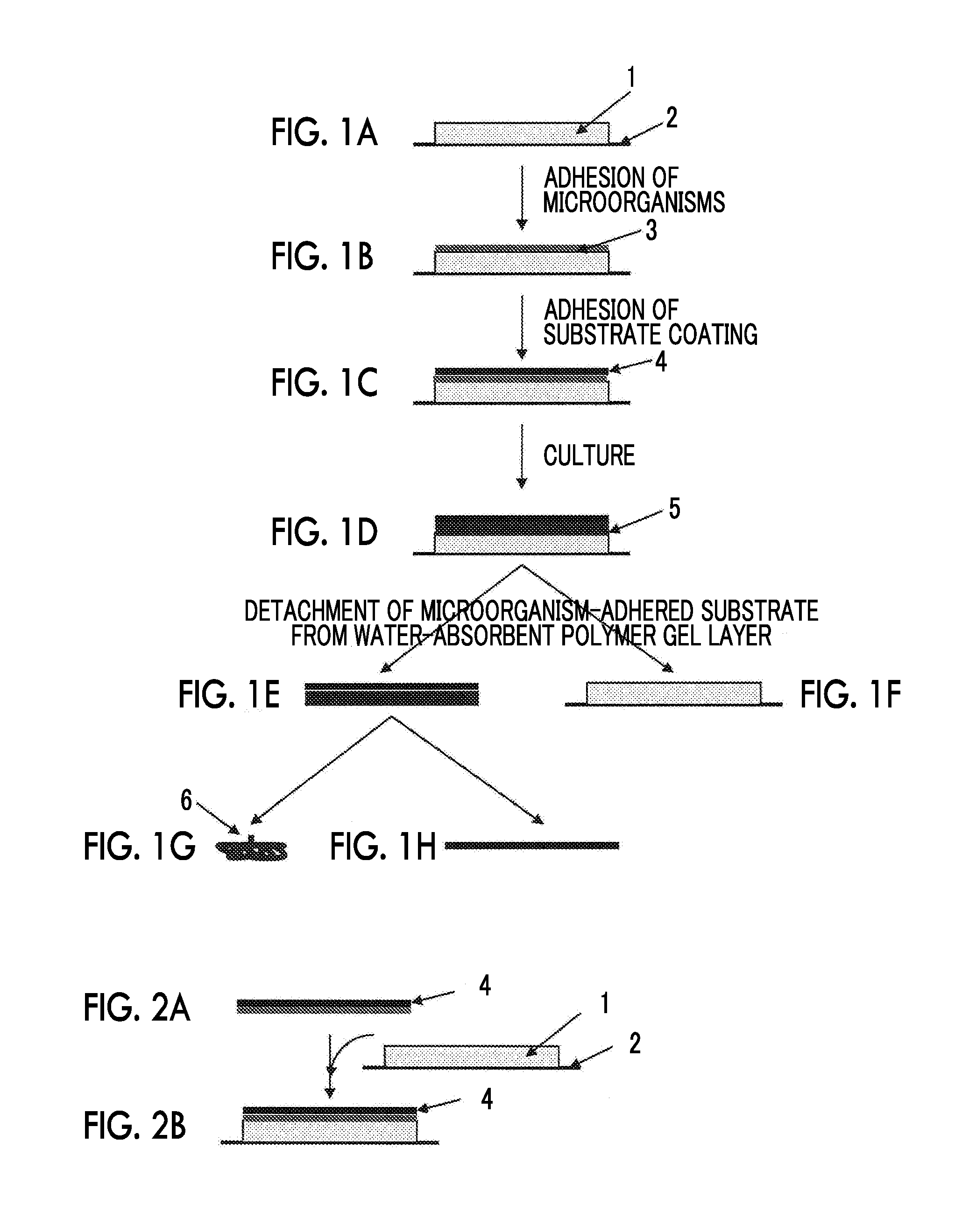 Novel method for adherent culture in region formed between water-absorbent polymer gel and substrate, method for manufacturing biomass, and novel microalga