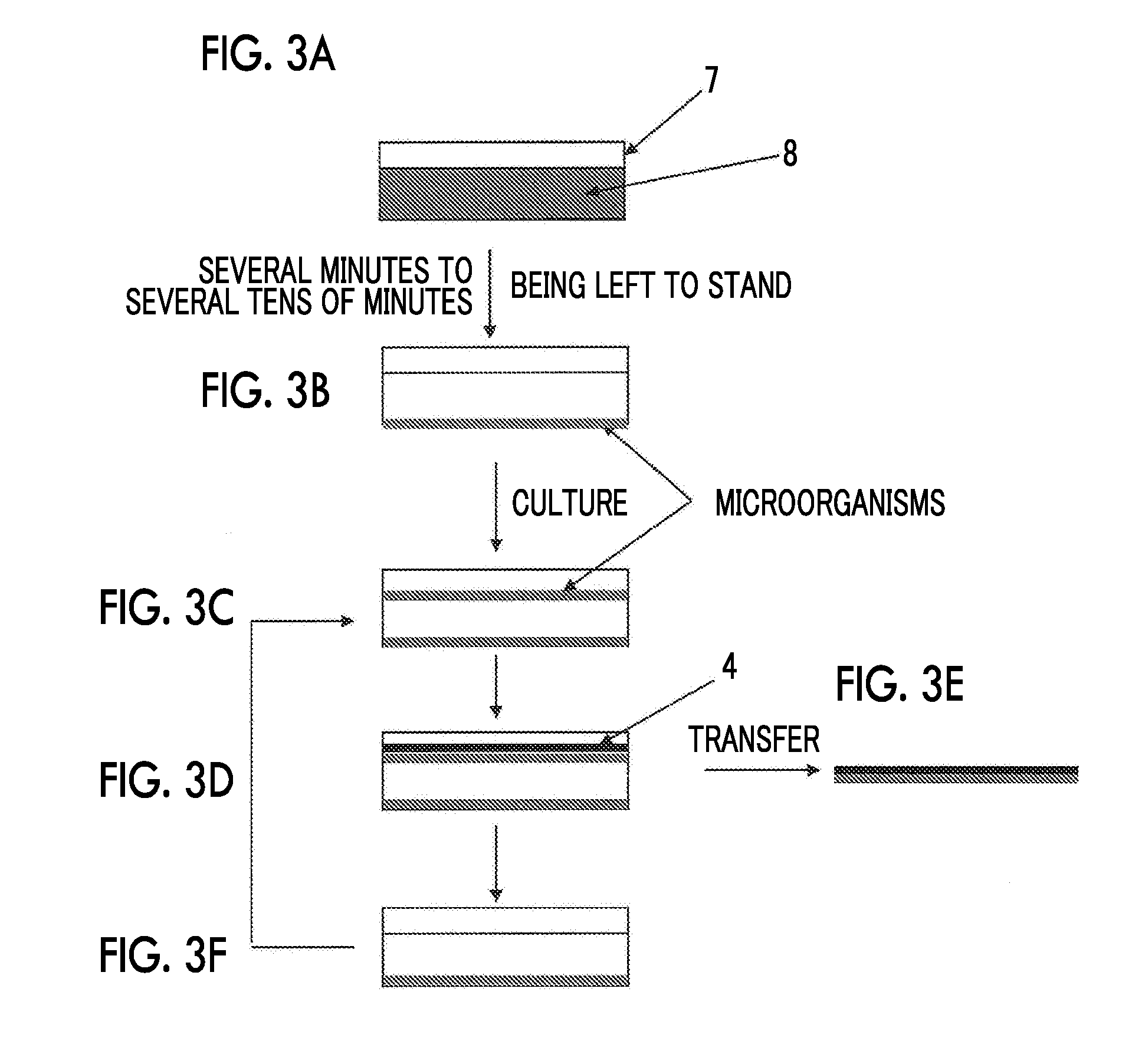 Novel method for adherent culture in region formed between water-absorbent polymer gel and substrate, method for manufacturing biomass, and novel microalga