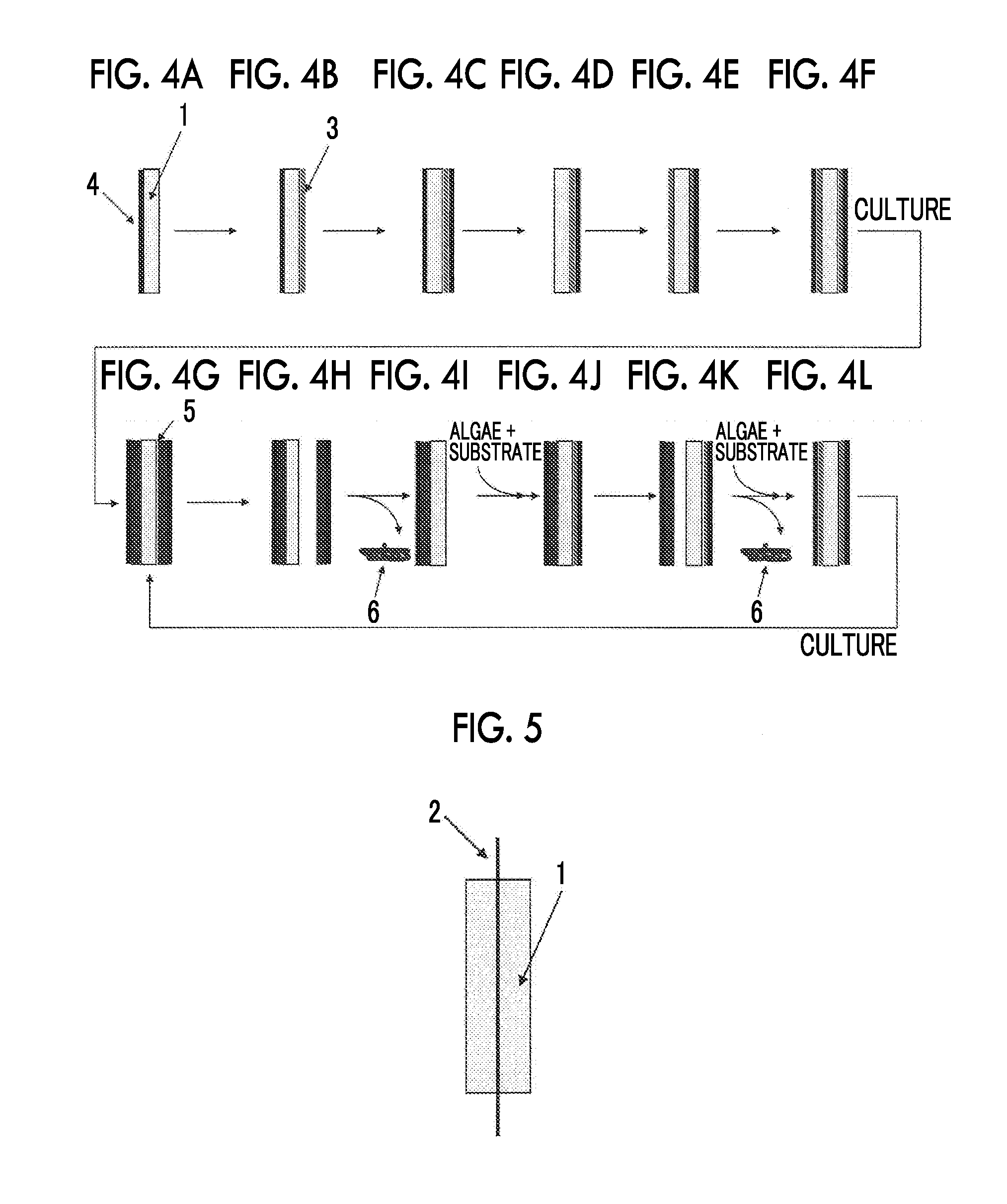 Novel method for adherent culture in region formed between water-absorbent polymer gel and substrate, method for manufacturing biomass, and novel microalga