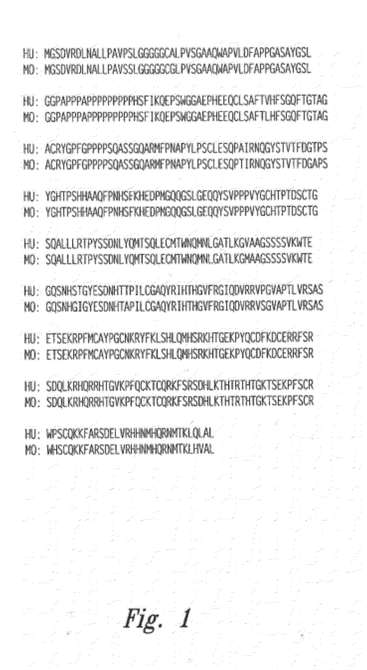 Compositions and methods for wt1 specific immunotherapy