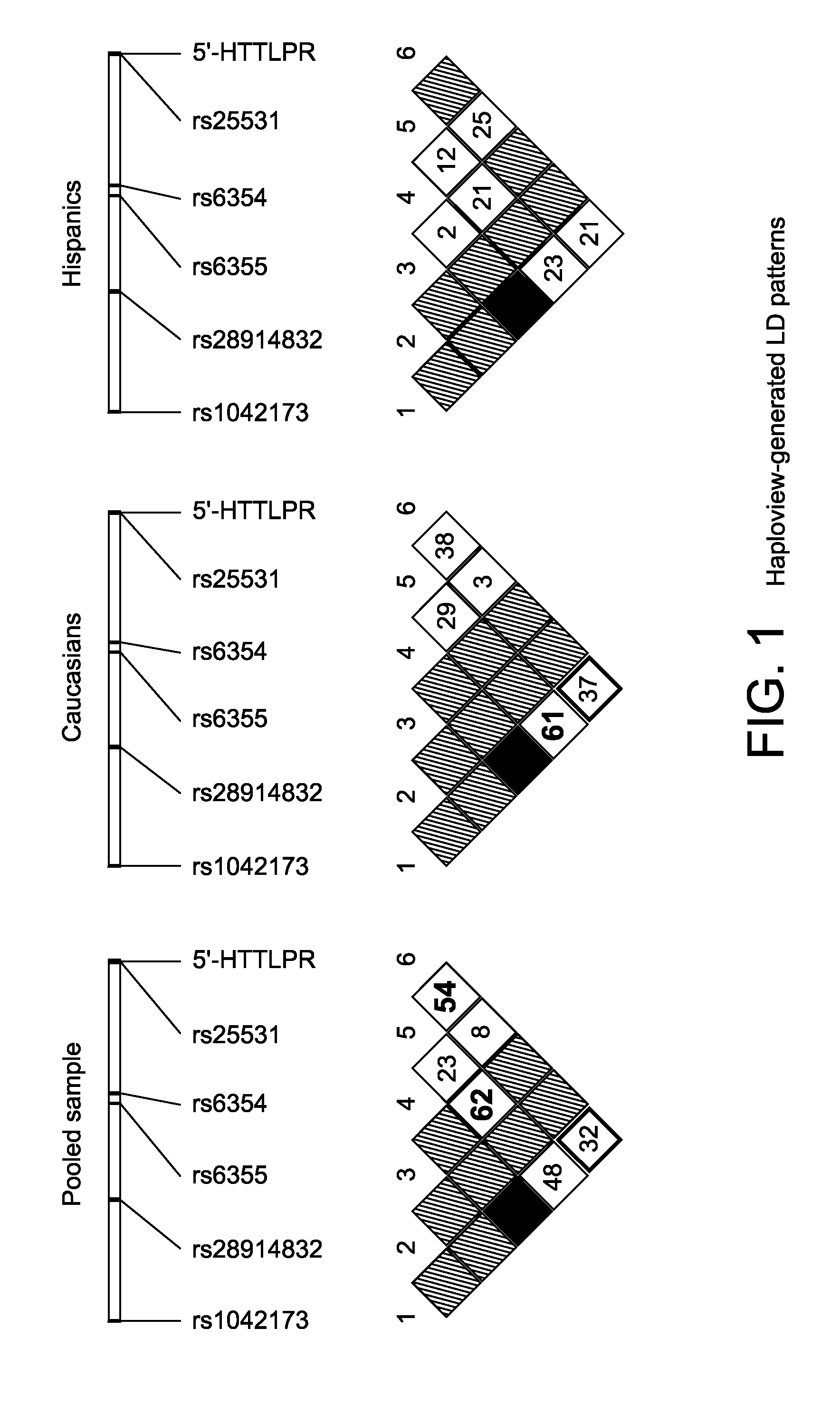 Serotonin transporter gene and treament of alcoholism