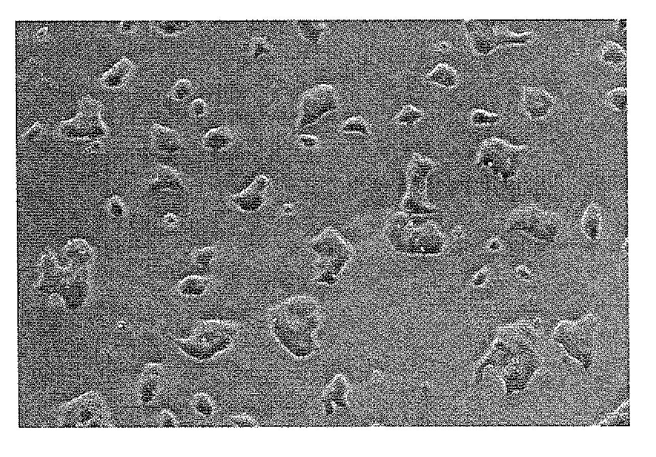 Subpopulations of spore-like cells and uses thereof