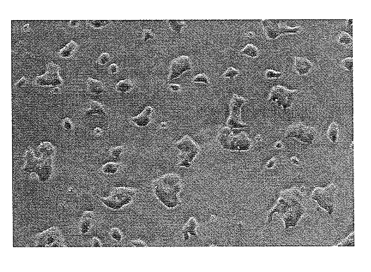 Subpopulations of spore-like cells and uses thereof