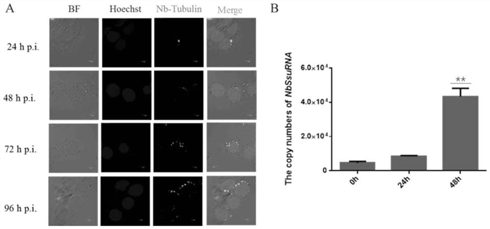 Silkworm microsporidia milRNAs and application thereof