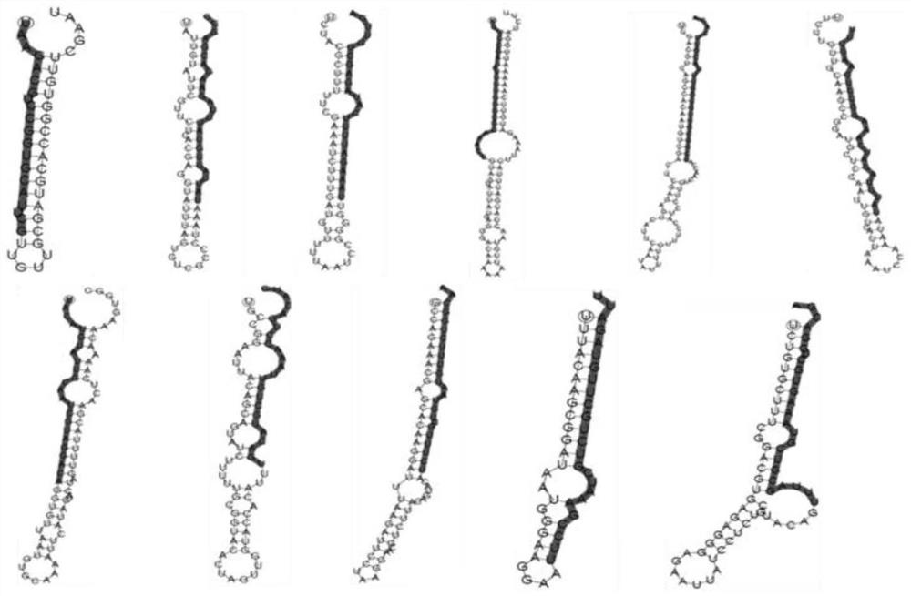 Silkworm microsporidia milRNAs and application thereof