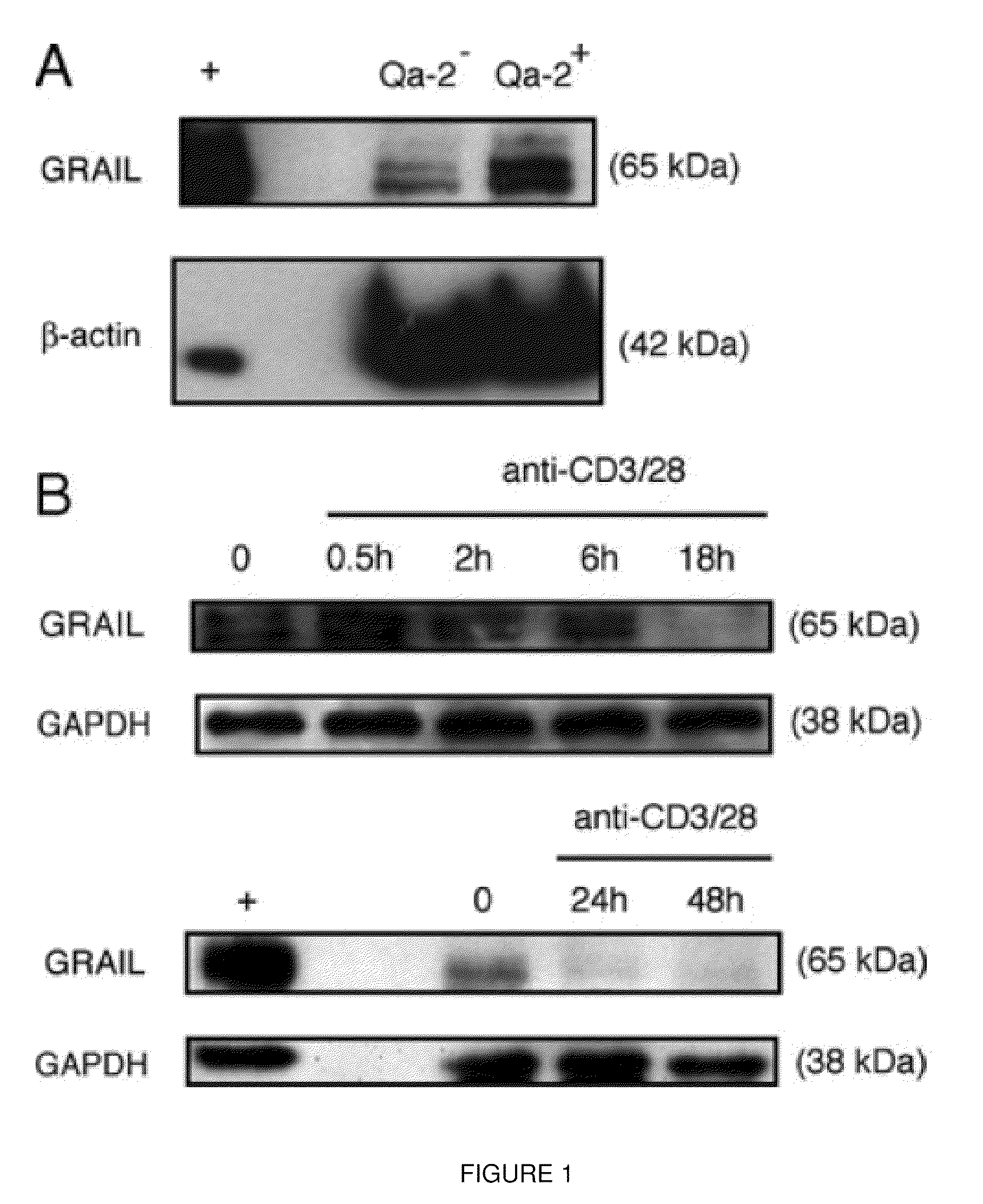 Combination therapy to inhibit t cell effector function