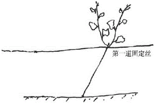 Grape shaping cultivation method suitable for soil burying winter protection