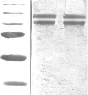 Colloidal gold immune test paper strip for cubilose and preparation method for colloidal gold immune test paper strip